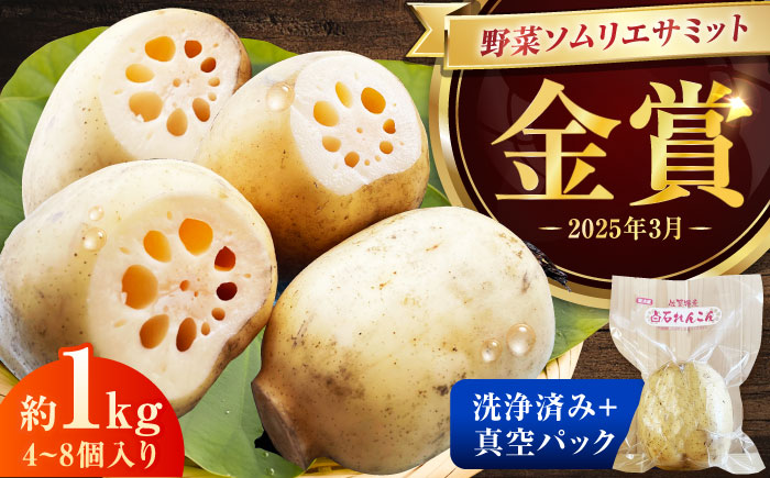 【2027年1月下旬以降順次発送】【金賞受賞！】真空パック 松尾青果のこだわり白石れんこん 約1kg（4-8個）  / 佐賀県 / 松尾青果 [41ASAB001]