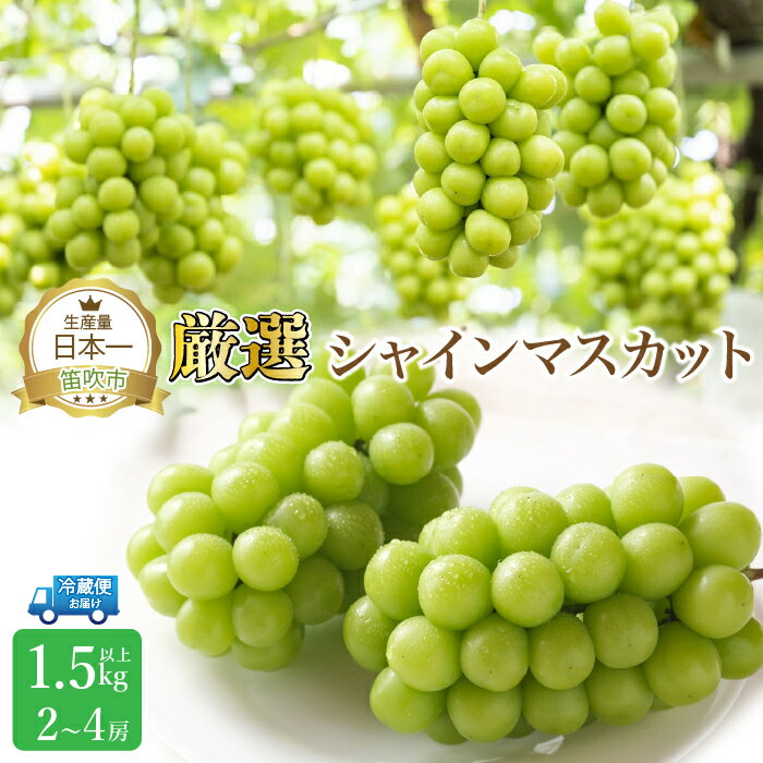 【ふるさと納税】【2026年発送★先行予約】厳選シャインマスカット 1.5kg以上 2～4房 笛吹市 国産 人気 期間限定 ぶどう ブドウ 葡萄 旬 果物 フルーツ 山梨県 送料無料 111-014