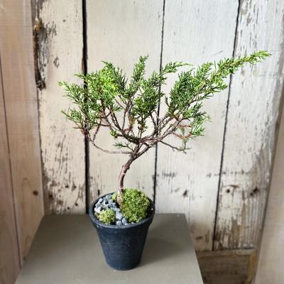 ふるさと納税 酒田市 和ボンサイ(WA BONSAI)季節を感じる小さな宇宙 ふるさとから届く、小さな日本庭園 |  | 03