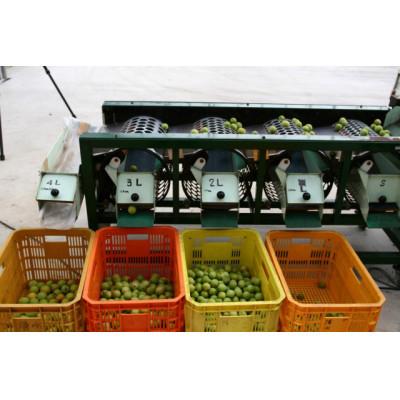 ふるさと納税 美浜町 2026/6月より発送【梅干し・梅酒用】紀州和歌山の熟南高梅(4Lまたは3L-2kg) |  | 01