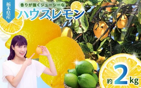 【先行予約】【2kg】真岡市産 ハウス レモン