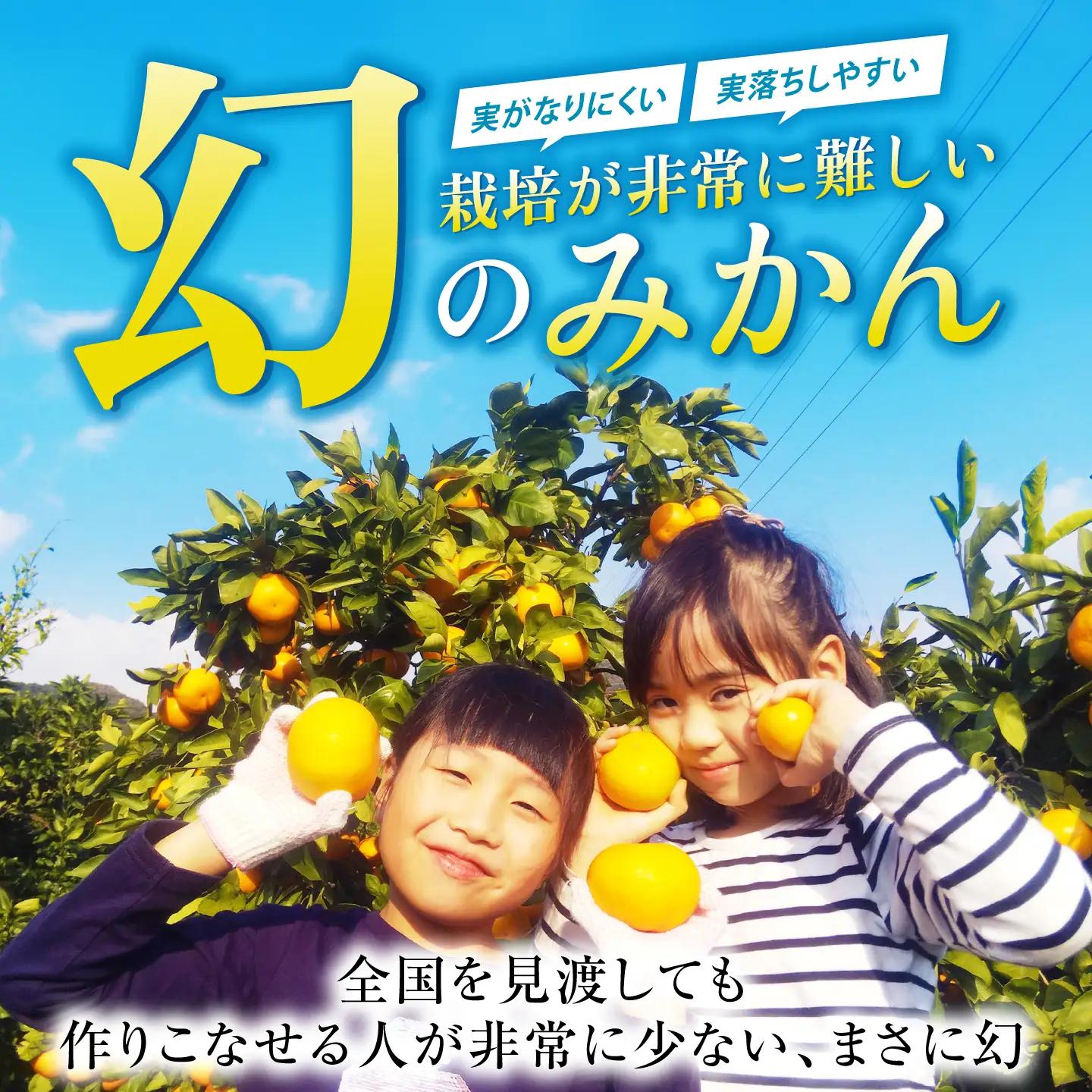 今村温州みかん 5kg みかん 果物 [HCE002]