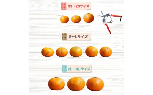 厳選 せとか 5kg+250g（痛み補償分） 光センサー / 高級 甘い 和歌山 柑橘 ※2月中旬～3月下旬頃発送 ※北海道・沖縄・離島への配送不可 【ikd014-p-5A】