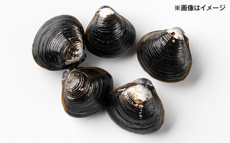 大粒！宍道湖産冷凍シジミLサイズ2kg/株式会社山光食品[ALHZ002]