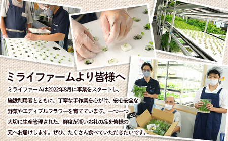 【ミライファーム】高ビタミン 水耕栽培 野菜詰合せ おまかせ5品種【障がい者支援】 FZ23-641