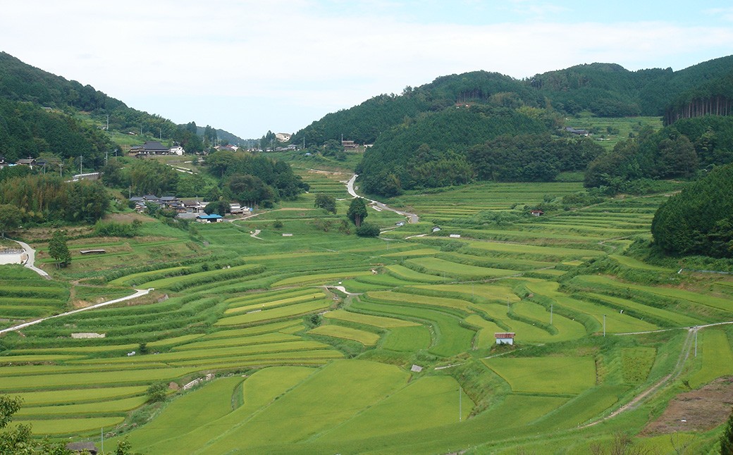 レンジアップごはん 岡山県美咲町大垪和西棚田米（コシヒカリ） 20パックセット