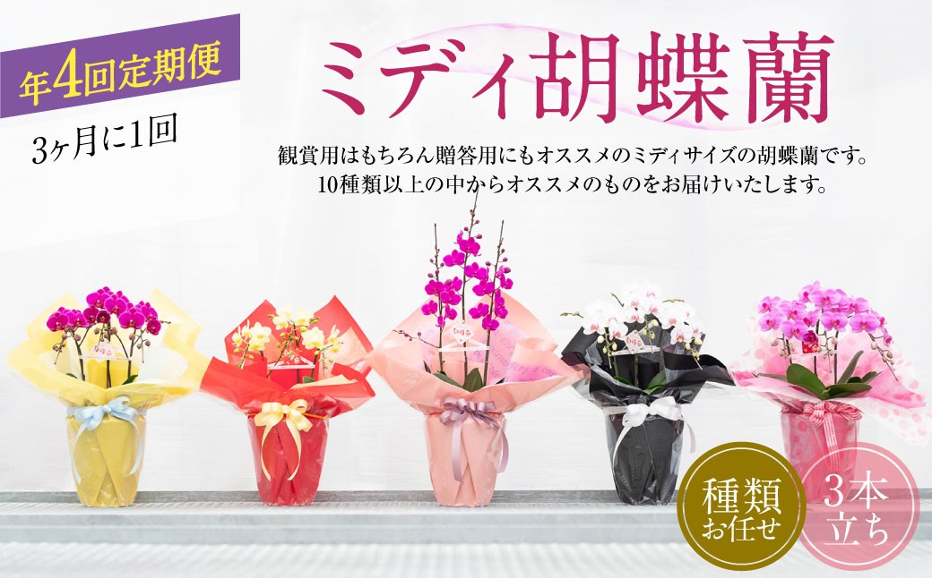 
            【年4回定期便】ミディ 胡蝶蘭 3本立ち 花 お花 植物 蘭 洋蘭 ラン インテリア  アレンジ アレンジメント 鑑賞 観賞用 贈答用
          