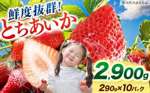[期間限定] 鮮度抜群とちあいか 290g×10P 先行予約【栃木県共通返礼品】｜栃木県産 矢板市産 フルーツ スイーツ デザート 果物 果実 産地直送 栃木県 矢板市