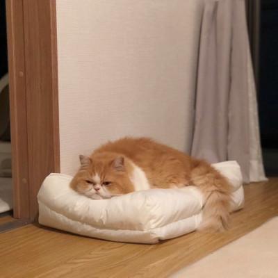 ふるさと納税 北名古屋市 猫ベッド 国産日本製 ねこのためのまくら Lサイズ 大きめで丸洗いできる |  | 01