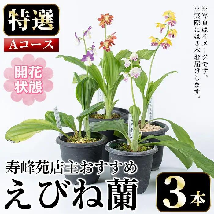 【個数限定】えびね蘭 3本 Aコース 開花済 鉢入り【00-045-07】
