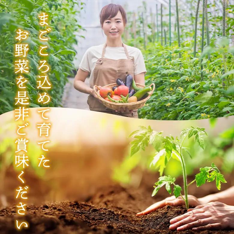 【定期便 全6回】畑から直送  季節のお野菜セット Lサイズ 