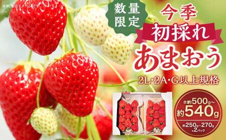 今季初採れあまおう2パック【数量限定】 あまおう いちご イチゴ 苺 果物 くだもの フルーツ【2026年12月上旬～2027年1月下旬発送予定】