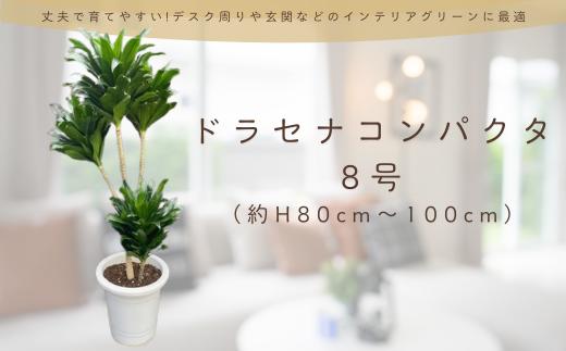 観葉植物 ドラセナコンパクタ8号（約H80cm～100cm） / 秦野 神奈川 インテリア オシャレ 室内 室外 南国感 鉢物 常緑低木  美しいフォルム ギフト 育てやすい