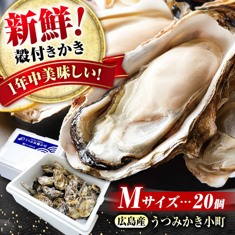 【ふるさと納税】広島産かき〈Mサイズ20個〉 うつみかき小町 （殻付き） かき小町 牡蠣 カキ 送料無料 カキフライ 広島県福山市/カネト海苔水産株式会社 [BAAQ008]