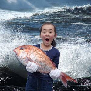 【朝獲れ直送便】瀬戸内海産の天然鯛を丸ごと1匹 大サイズ【下処理なし】 FAH-0109