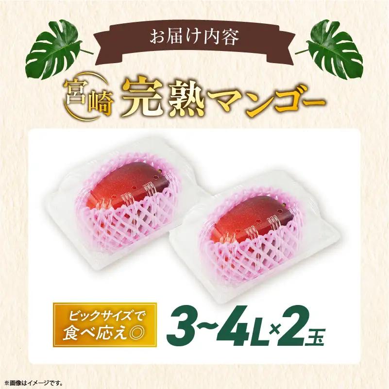 先行予約 数量限定 完熟マンゴー 3~4L×2玉（パック）マンゴー 宮崎 果物 フルーツ くだもの 2027年 国産 高級 マンゴージュース 南国フルーツ おすすめ デザート ギフト 贈り物 プレゼン