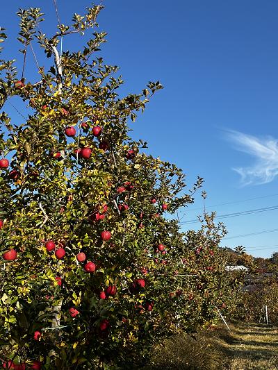 画像はイメージです