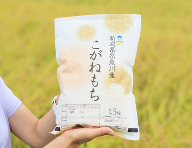 新潟県産 もち米『こがねもち』1.5kg（1升）令和5年産 つやつやモチモチ もち米ならではの芳醇な香り 清耕園ファーム お正月 餅 赤飯 おこわ