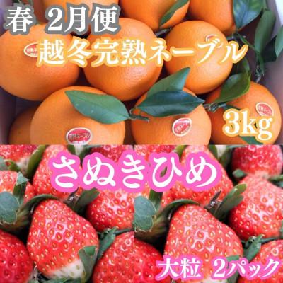 ふるさと納税 坂出市 【発送月固定定期便】四季の美味しい果物詰め　年間4回に分けてお届け!全4回 |  | 01