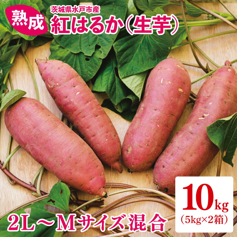 【ふるさと納税】熟成 紅はるか（生芋）2L～Mサイズ混合10kg【いも サツマイモ さつまいも 焼き芋 スイートポテト ふるさと納税 水戸市 水戸 茨城県 15000円以内】（IN-2)
