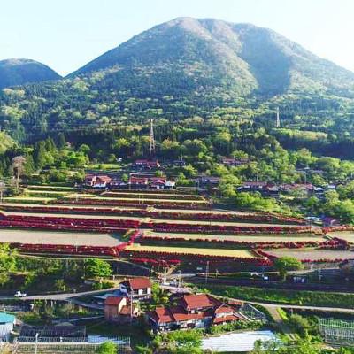 ふるさと納税 津和野町 青野山の湧水と朝晩の寒暖差が育んだ棚田の甘〜い米「コシヒカリ」(白米5kg×1袋)(令和7年産) |  | 01