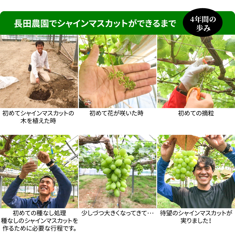 【2026年発送】皆さんの応援から実った シャインマスカット 約1.2kg（2房）【数量限定】 フルーツ 果物 長田農園 産地直送 甘い ご褒美 プレゼント 美容 健康 リピート多数 人気 高評価 碧
