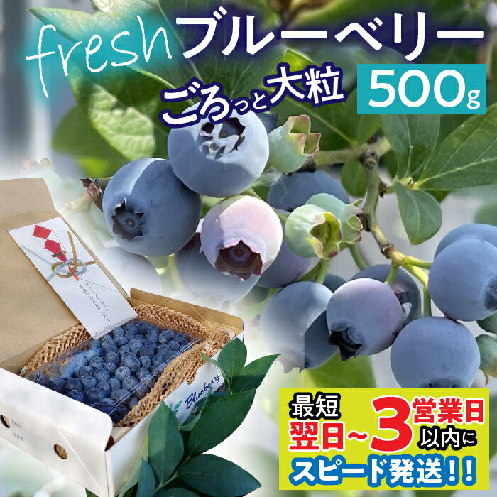 【ふるさと納税】 【最短寄付翌日～3営業日以内に発送！】南アルプス市産【農薬不使用】ごろっと大粒フレッシュブルーベリー 500g入り ふるさと納税 ブルーベリー 水耕栽培 大粒 果物 くだもの おすすめ 山梨県 南アルプス市 送料無料 ALPBL002