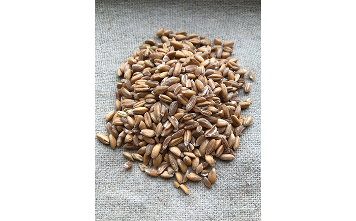 薪窯パン 有機エンマー 2個 × 2ヶ月定期便 【 農家パン VERUM 】 ／ パン ぱん ブレッド ベーカリー 古代小麦 薪窯 薪窯焼き 薪窯焼 石窯パン 石窯 卵不使用 乳製品不使用 乳不使用