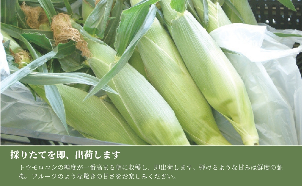 【令和8年産先行予約】朝採り とうもろこし スイートコーン 10kg 約24本|新潟県 津南町 旭商事株式会社 127531-021