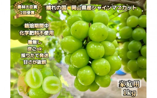 
                  ぶどう 2026年  家庭用 シャインマスカット 約1kg  家庭用  農林大臣賞2回受賞  岡山 果物 フルーツ  採りたて発送 農家直送 数量限定 新鮮  訳あり7月中旬から発送
                