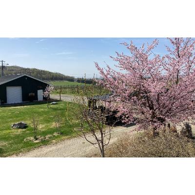 ふるさと納税 北見市 桜夢雫　清舞　1本750ml |  | 02