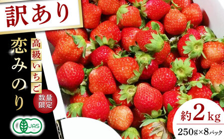 【訳あり】【先行予約】高級 いちご 恋みのり 約2000g【伊藤農園】苺 いちご ストロベリー イチゴ 特産品 オーガニック 有機栽培 [ZBB012]