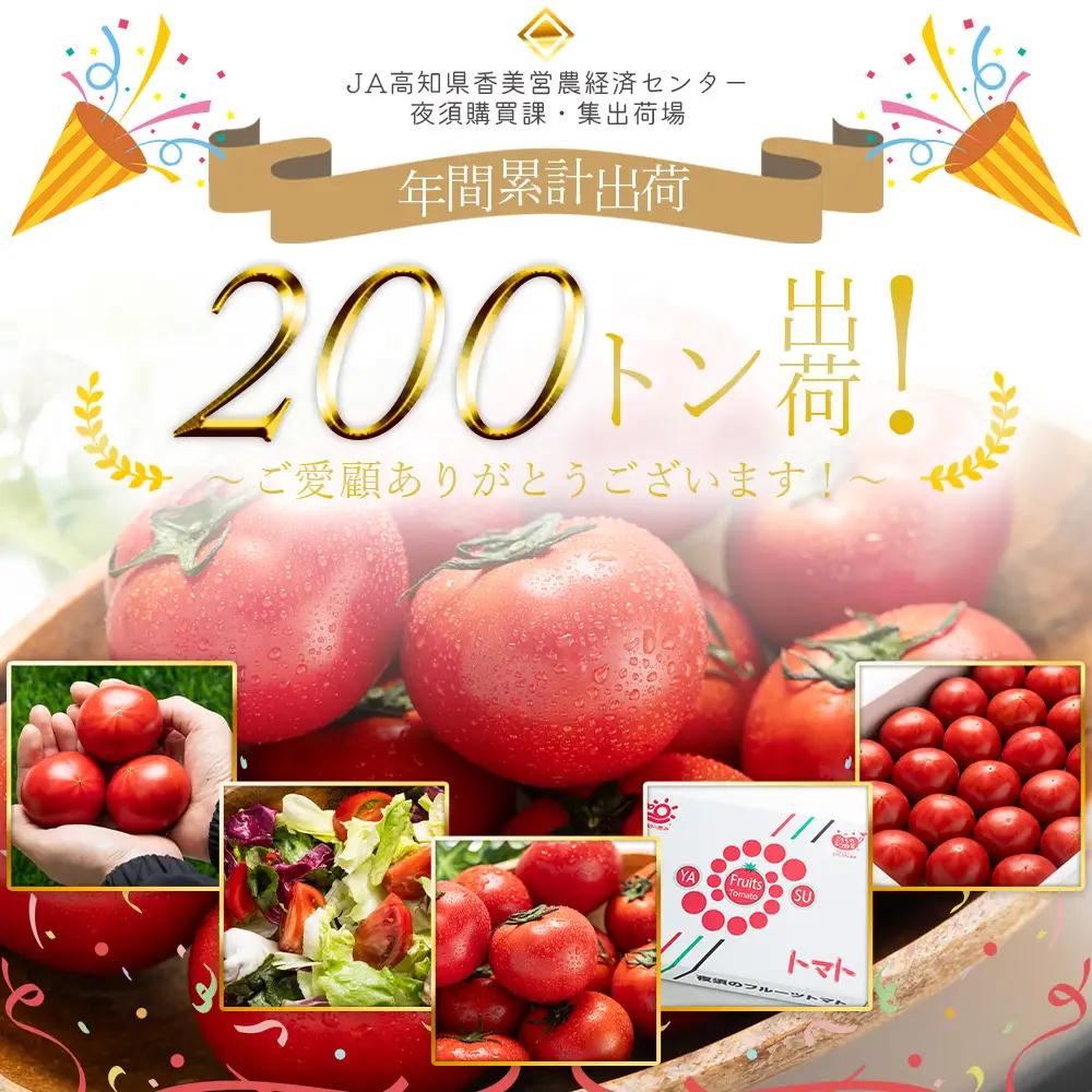 フルーツトマト 2kg ギフト箱《1月下旬-5月中旬頃出荷》トマト  yu-0072