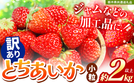 苺 訳ありいちご　サイズランダム 2kg以上【先行予約】【栃木県共通返礼品】 | 栃木県 下野市