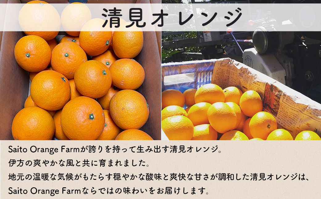 【先行予約】Saito Orange Farmの訳あり清見オレンジ10kg（2026年3月中旬頃より順次発送） IKTAQ010