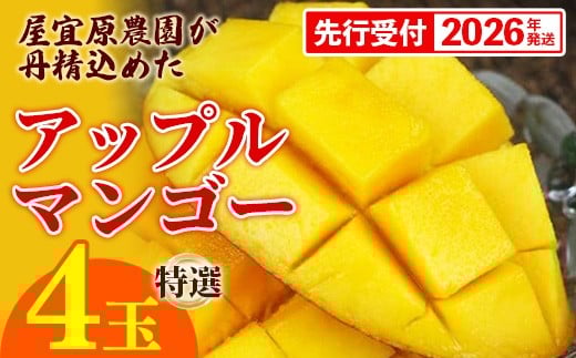 
            【先行受付】【2026年発送】屋宜原農園が丹精込めた「アップルマンゴー」特選４玉 - 先行予約 沖縄県産 産地直送 南国フルーツ 旬の味覚 旬のフルーツ 贈り物 ギフト 沖縄県 八重瀬町
          