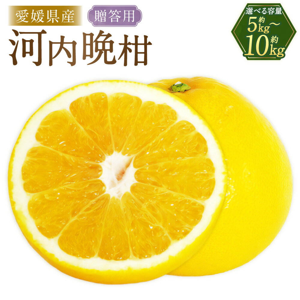 【ふるさと納税】贈答用 河内晩柑〈選べる〉約5kg または 約10kg 柑橘 かんきつ 柑橘類 みかん 蜜柑 フルーツ 果物 プレゼント お取り寄せ 国産 愛媛県 送料無料 【2026年4月上旬より順次発送】【えひめの町（超）推し！（愛南町）】(382-1) (383-1)