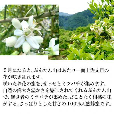 ふるさと納税 土佐市 爽やかな香り広がる100%天然蜂蜜　ぶんたん山の蜂蜜　360g×2本 |  | 01