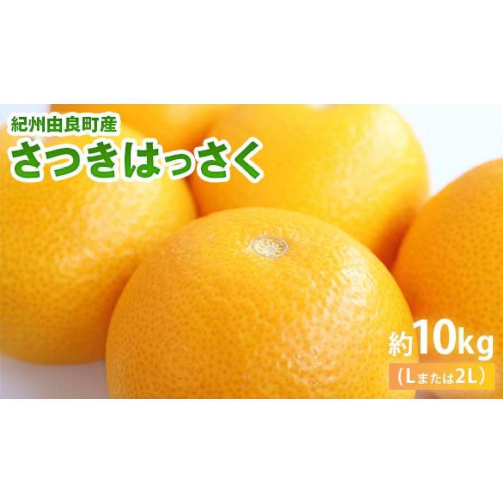 【ふるさと納税】和歌山由良町産さつきはっさく 約10kg 秀品 サイズおまかせ (Lまたは2L) いずれかお届け ［SL41］ | フルーツ 果物 くだもの 食品 人気 おすすめ 送料無料