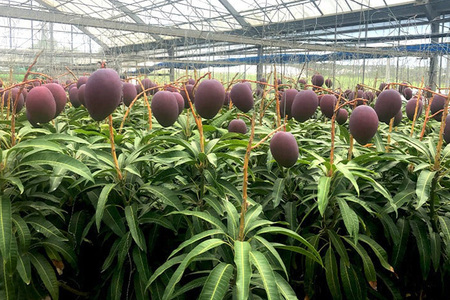 【2024年発送】縁sファームのアップルマンゴー家庭用2kg