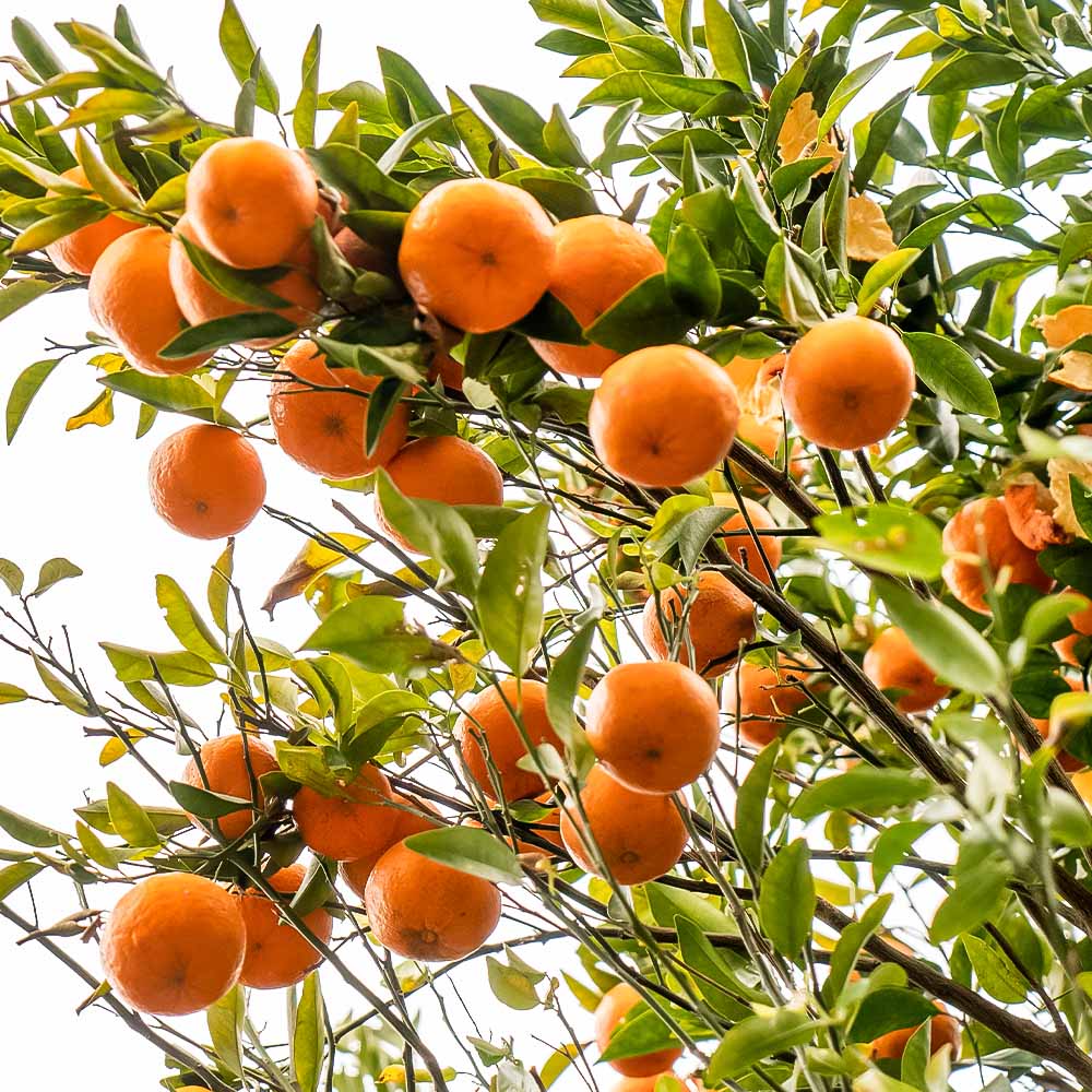 【令和9年発送】＜訳あり＞ ぽんかん20kg（オレンジ園） デコポンの親 みかん ミカン 果物 果実 柑橘 フルーツ ポンカン でこぽん おやつ デザート 甘い 美味しい 家庭用 名物 国産【R010