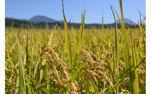 らんこし米 (ななつぼし) 5kg