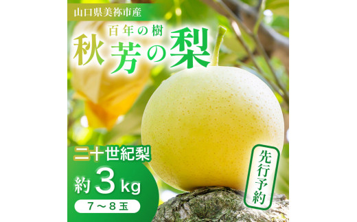 二十世紀梨 （約3kg）【先行予約：9月上旬より発送予定】｜ 二十世紀  なし 梨 フルーツ 特産品 美祢市 美祢 山口県 山口 秋芳町 秋芳 カルスト台地 先行予約
