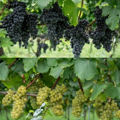 Domaine Beau テンドロップス　ジュース2本セット