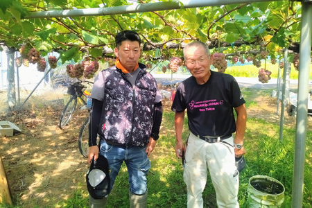 小森ぶどう園の100%ぶどうジュース (スチューベン使用) 1000ml 2本セット｜ぶどう フドウ ジュース 瓶ジュース フレッシュジュース じゅーす フルーツジュース 飲み物 飲料 ジューシー [