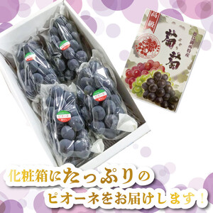 ぶどう ピオーネ 2kg 3～5房 ぶどう ピオーネ ぶどう ぶどう ぶどう 