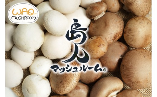 島人マッシュルームセット（ホワイト・ブラウン100g×２セット） マッシュルーム きのこ詰合せセット ホワイトマッシュルーム ブラウンマッシュルーム 栄養豊富 低カロリー 糸満市 沖縄県