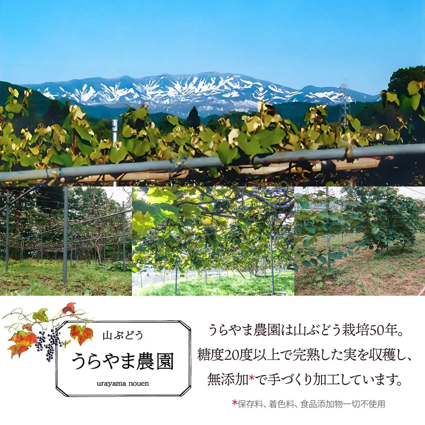 うらやま農園の完熟山ぶどう原液　500ml×２本　山形県鶴岡市　K-844　| やまぶどう 飲料 果汁 飲料 ポリフェノール 贈り物 ギフト お取り寄せ 返礼品