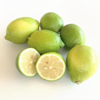 ふるさと納税 印南町 和歌山産レモン/グリーンレモン 約3kg 【国産レモン】 |  | 02