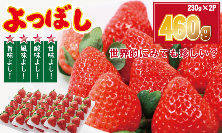 
佐賀県産いちご「よつぼし」（230g×2パック） しもむら農園 イチゴ 苺
